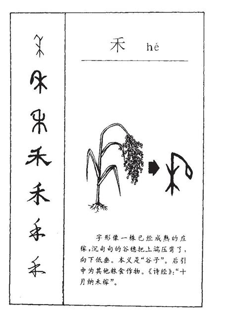 禾字五行|禾字属于五行属什么字